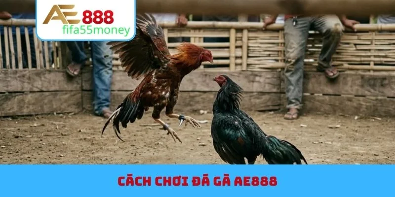 ĐÁ GÀ