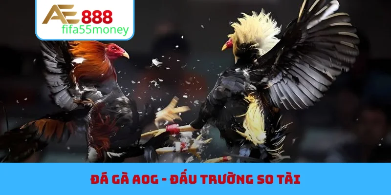 Sảnh Đá Gà AOG