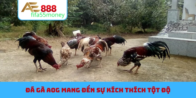 Đá gà AOG mang đến sự kích thích tột độ