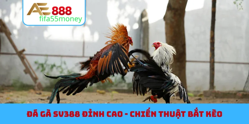 Sảnh Đá Gà SV388