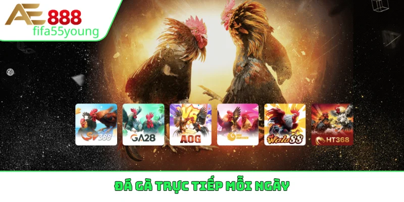 Đá gà trực tiếp mỗi ngày