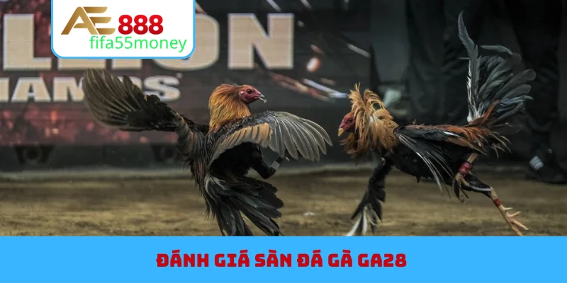 Đánh giá sàn đá gà GA28