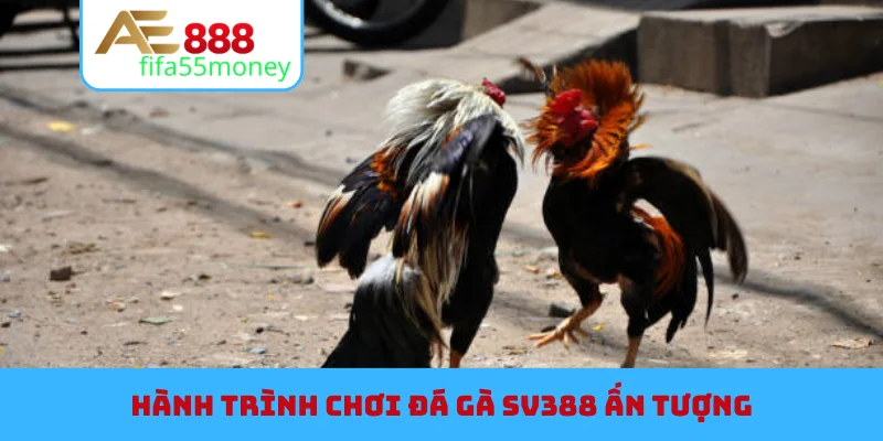 Hành trình chơi đá gà SV388 ấn tượng