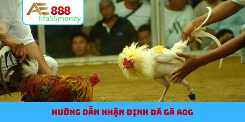Hướng dẫn nhận định đá gà AOG