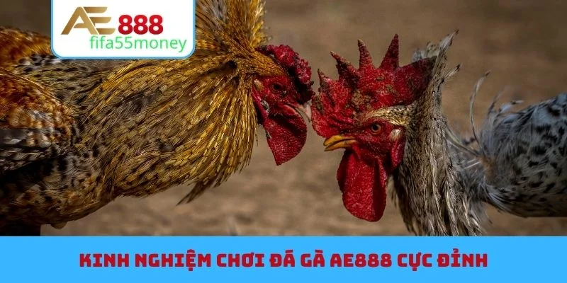 Kinh nghiệm chơi đá gà AE888 cực đỉnh
