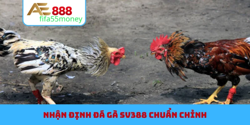Nhận định đá gà SV388 chuẩn chỉnh